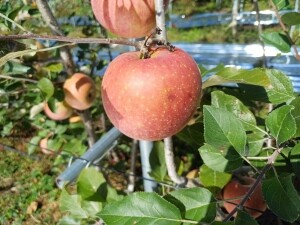 초향 가득한 해밀담 농원,(못난이 상품) 못난이 사과 부사 흠과 5kg